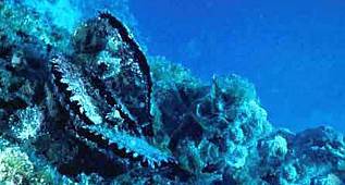 İnci nasıl çıkarılır ve oluşur 