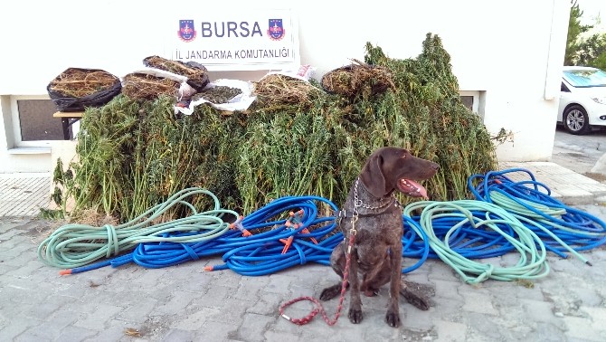 14 Gün İzlenen Uyuşturucu Tacirleri Kıskıvrak Yakalandı