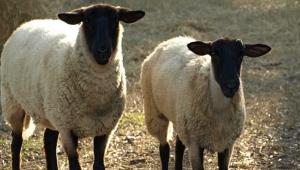 Samsun'da kurbanlık fiyatları 