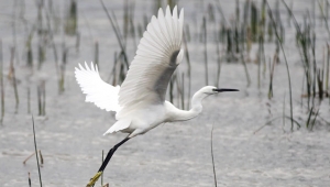 Göçmen Kuşlar Sosyal Medya’da