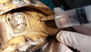 Ezilen kaplumbağaya estetik yapıldı