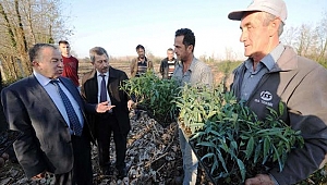 25 bin şeftali fidesi dağıtıldı