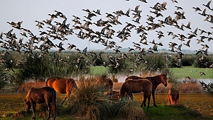 Kızılırmak Deltası Türkiye'nin ilk doğa mirası olacak 
