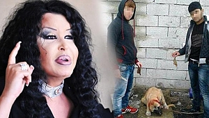 Kepeğin kulağını kestiler, caniliğe büyük tepki 