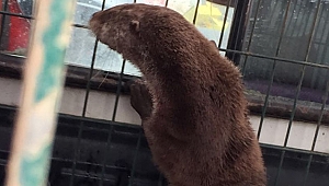 Su samuru aç kaldı dükkana girdi