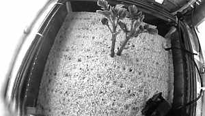 Mars'ta yaşam için patates deneyi olumlu sonuçlandı 