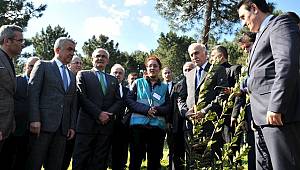 Tohumlar Fidana; Fidanlar Ağaca; Ağaçlar Ormana