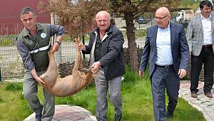 Yaralı karaca tedavi altında  