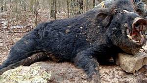 Domuz sandı arkadaşını öldürdü