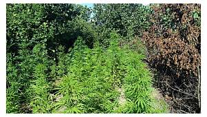 Fındık bahçesinde uyuşturucu