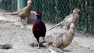 Samsun'da 190 bin sülün doğayla buluştu