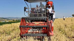 Başkan Yılmaz Nohut Hasatı Yaptı