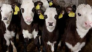  Buzağı Can Sütü Projesi başlıyor