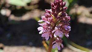 Salep bitkisi orkide kilosu 30 TL'den acılı buldu