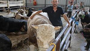 Samsun'da 1.2 tonluk kurbanlık