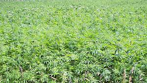 Samsun’da uyuşturucu ve kaçakçılıkla mücadele 