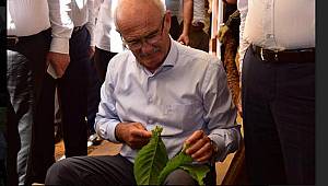 Yılmaz, çocukluk yıllarındaki gibi tütün dizdi 