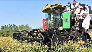 Bafra'da çektik hasat töreni 