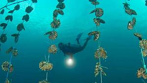 İnci oluşumu ve çıkarılması büyük bir sektör oldu 