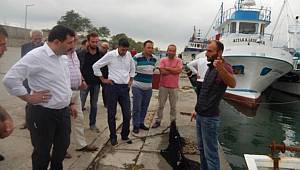 Milletvekil kurt, sahada