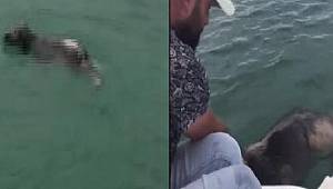 Köpek için seferber oldular