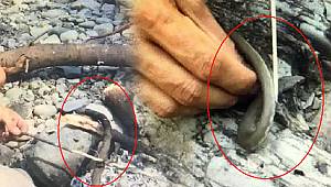 Yılanı yedi peşine cezayı 