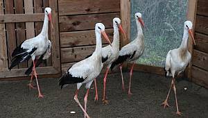 5 leylek 6 aydır bakımda 