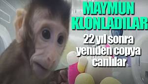 Maymun klonladılar, 22 yıl sonra koyun Dolly vakası