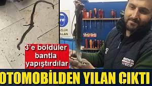  Samsun'da otomobilden yılan çıktı 