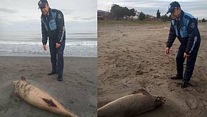 Ölü yunus Atakum sahiline vurdu 