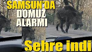 Şehre inen domuz Samsun'da büyük paniğe neden oldu