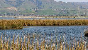 Türkiye’de ihmal sonucu sulak alanlar yok edildi 