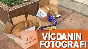 Köpekler üşümesin diye kartondan yuva yaptılar