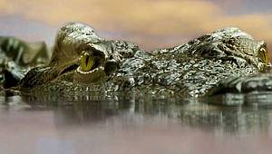 Timsah vaftiz yapan adamı öldürdü 