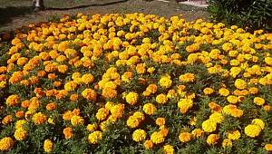 İlkadım çiçek açtı