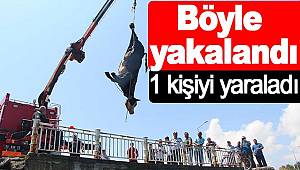 Kaçan angus denizde yakalandı 