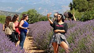 Lavanta tarlaları yeni trend