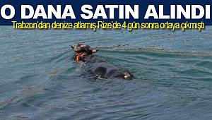 Rize'de denizde bulunan danayı ünlü sanatçı satın aldı 