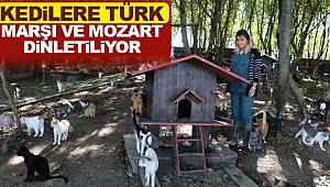 Kedilere Türk Marşı ve Mozart dinletiliyor 
