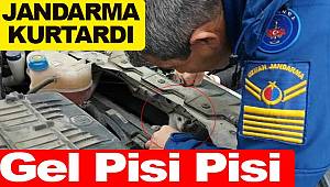 Otomobile sıkışan kediyi jandarma kurtardı