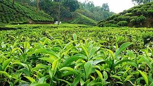 En iyi çay nasıl demlenir çayın tadına nasıl varılır