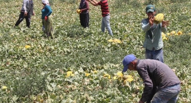45 Derece Sıcakta Ekmek Mücadelesi