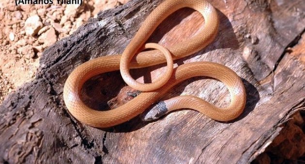 ADÜ Öğretim Üyeleri Türkiye’ye Endemik Yeni Bir Yılan Cinsi Tanımladı
