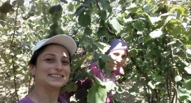 Akçakoca’da Fındık Toplanmaya Başlandı