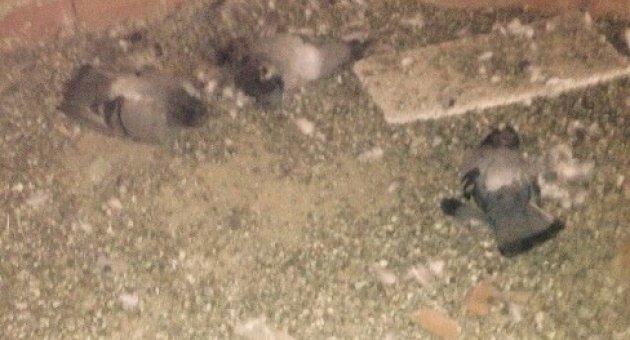 Apartman Çatısında 30 Kumruyu Zehirlediler
