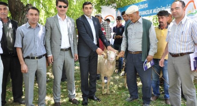 Aslanapa’da Damızlık Koç Dağıtımı