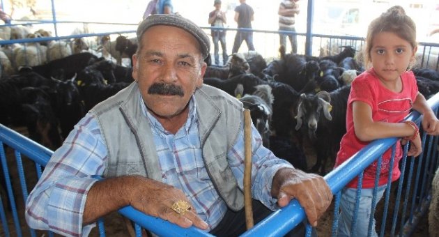 Aydın’da Kurbanlıklar Pazara Çıktı
