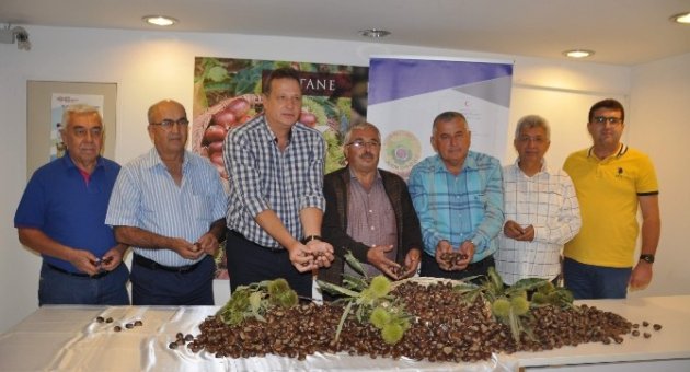 Aydın’da Sezonun İlk Kestanesi Borsaya Teslim Edildi