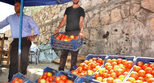 Bahçe Domatesi Üreticisi Dertli