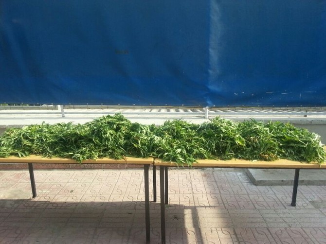 Bayındır’da 12 Kilo Esrar Ele Geçirildi